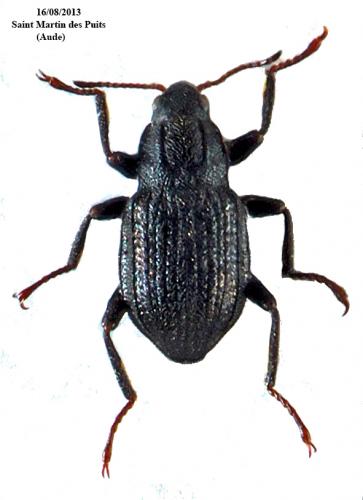 Réf. 254 369 : Elmis sp.